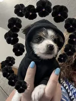 AKC Peppy, a male Yorkshire Terrier for sale in North Judson, IN – 4 of 9