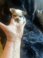AKC Woody, a male Yorkshire Terrier for sale in North Judson, IN – 3 of 7