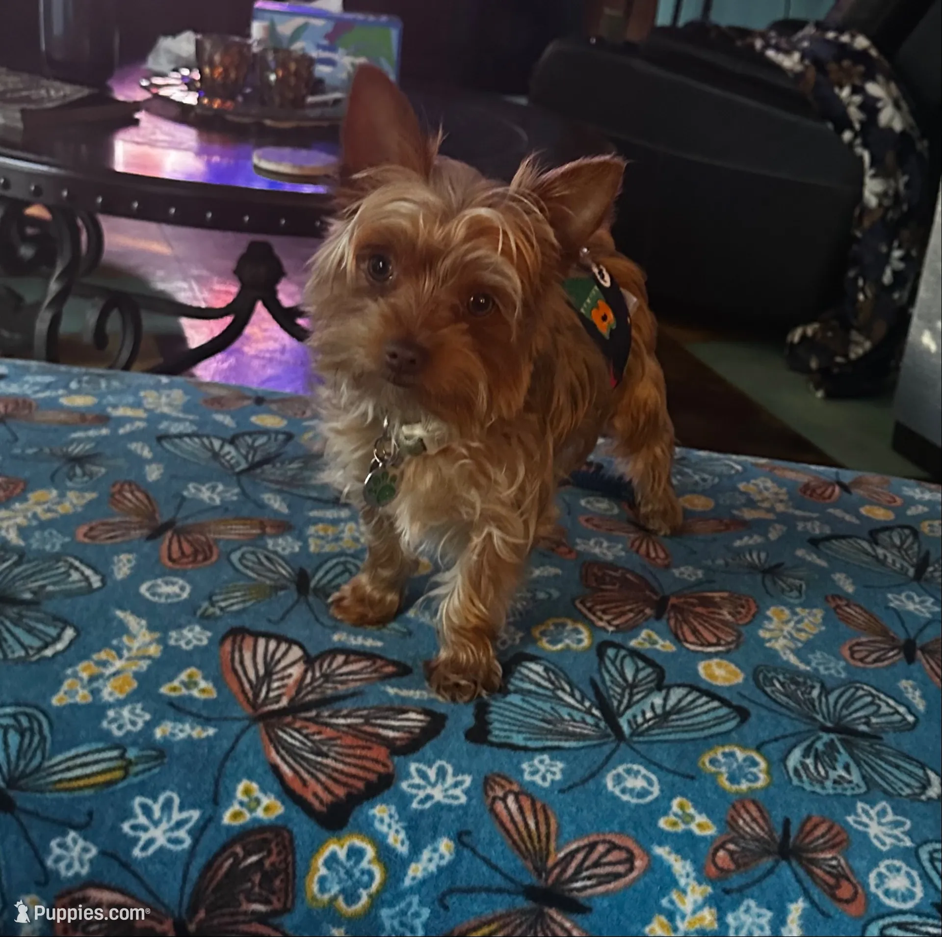 AKC Woody, a male Yorkshire Terrier for sale in North Judson, IN – 6 of 7