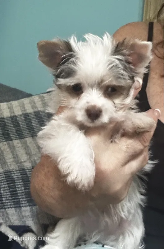AKC Woody – Yorkshire Terrier puppy for sale in North Judson, IN