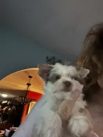 AKC Woody, a male Yorkshire Terrier for sale in North Judson, IN – 5 of 7