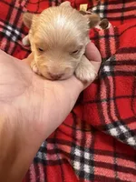 AKC Gold Dust Bijou, a male Yorkshire Terrier for sale in North Judson, IN – Photo 1 of 4