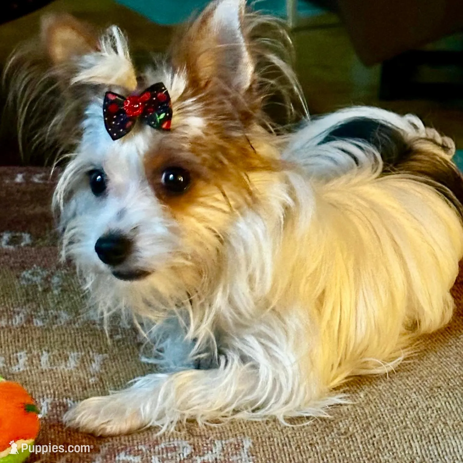 AKC Gold Dust Bijou, a male Yorkshire Terrier for sale in North Judson, IN – Photo 3 of 4