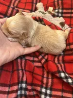 AKC Gold Dust Bijou, a male Yorkshire Terrier for sale in North Judson, IN – Photo 2 of 4