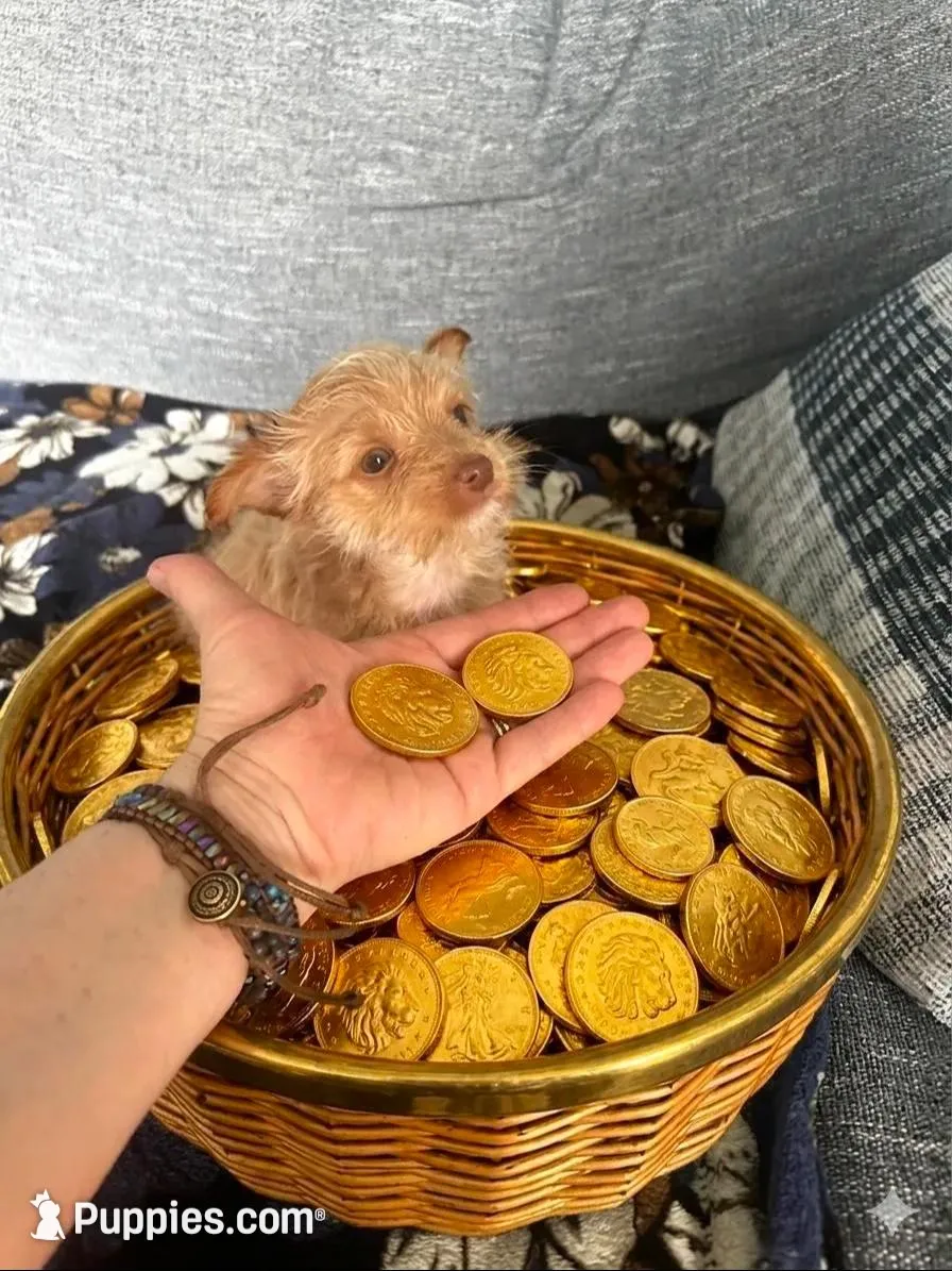 AKC Gold Dust Bijou – Yorkshire Terrier puppy for sale in North Judson, IN