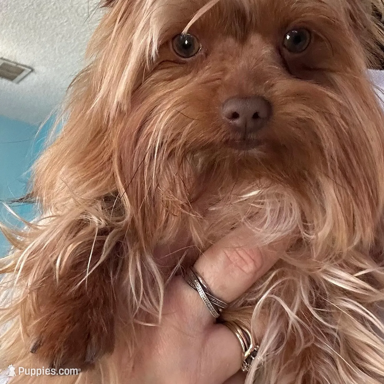 AKC Gold Dust Bijou, a male Yorkshire Terrier for sale in North Judson, IN – Photo 4 of 4