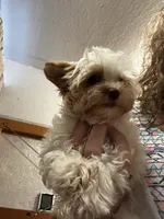 AKC Harlow, a male Yorkshire Terrier for sale in North Judson, IN – 3 of 8