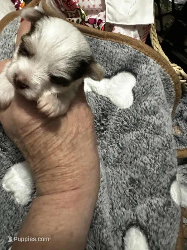 AKC Woody – Yorkshire Terrier puppy for sale in North Judson, IN