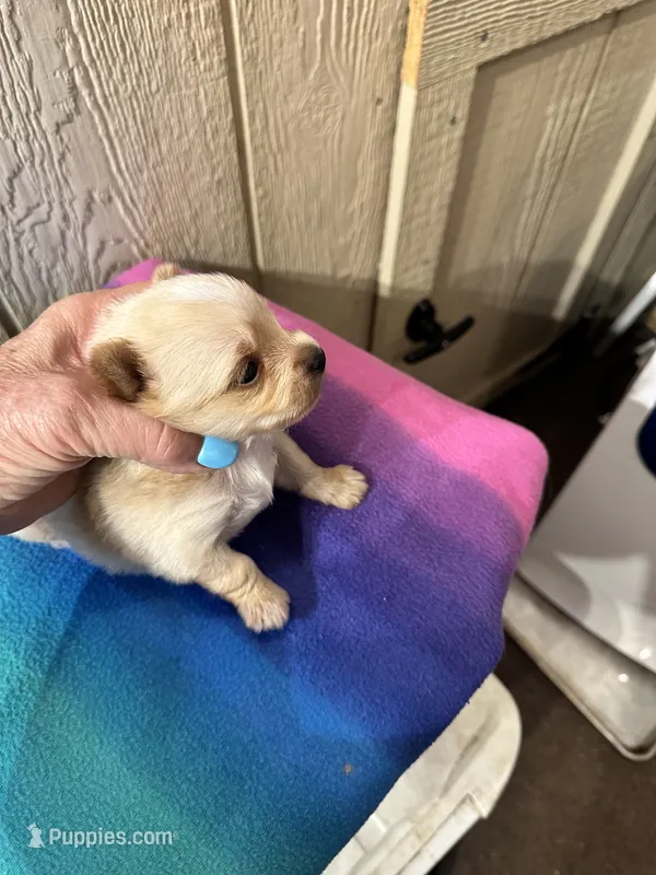 AKC Calvin Gold dust – Yorkshire Terrier puppy for sale in North Judson, IN