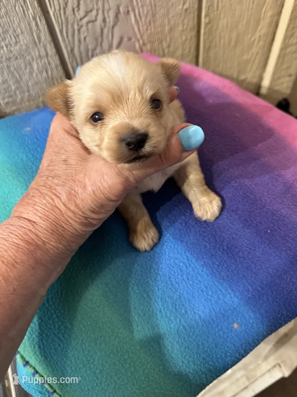 AKC Calvin Gold dust – Yorkshire Terrier puppy for sale in North Judson, IN
