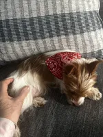 AKC Cash, a male Yorkshire Terrier for sale in North Judson, IN – Photo 4 of 10