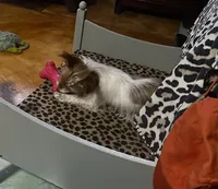 AKC Cash, a male Yorkshire Terrier for sale in North Judson, IN – Photo 8 of 10