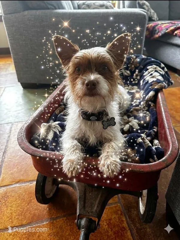 AKC Cash – Yorkshire Terrier puppy for sale in North Judson, IN