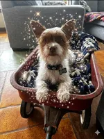 AKC Cash, a male Yorkshire Terrier for sale in North Judson, IN – Photo 1 of 8