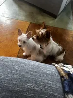 AKC Cash, a male Yorkshire Terrier for sale in North Judson, IN – Photo 6 of 8