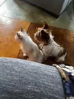 AKC Cash, a male Yorkshire Terrier for sale in North Judson, IN – Photo 7 of 8