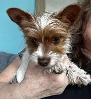 AKC Cash, a male Yorkshire Terrier for sale in North Judson, IN – Photo 5 of 10