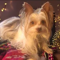 AKC Cash, a male Yorkshire Terrier for sale in North Judson, IN – Photo 5 of 8