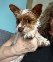 AKC Cash, a male Yorkshire Terrier for sale in North Judson, IN – Photo 2 of 10