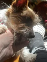 AKC Cash, a male Yorkshire Terrier for sale in North Judson, IN – Photo 3 of 10