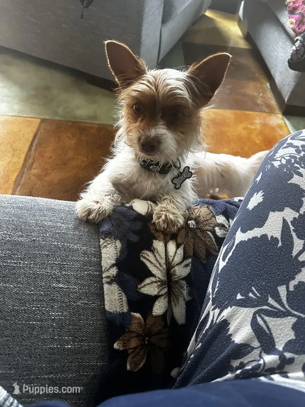 AKC Cash – Yorkshire Terrier puppy for sale in North Judson, IN