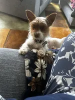 AKC Cash, a male Yorkshire Terrier for sale in North Judson, IN – Photo 2 of 8