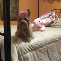 AKC Cash, a male Yorkshire Terrier for sale in North Judson, IN – Photo 8 of 8