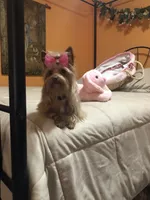 AKC Cash, a male Yorkshire Terrier for sale in North Judson, IN – Photo 9 of 10