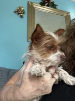 AKC Cash, a male Yorkshire Terrier for sale in North Judson, IN – Photo 1 of 10