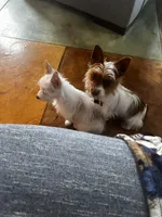 AKC Cash, a male Yorkshire Terrier for sale in North Judson, IN – Photo 3 of 8