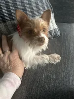 AKC Cash, a male Yorkshire Terrier for sale in North Judson, IN – Photo 7 of 10