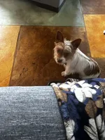 AKC Cash, a male Yorkshire Terrier for sale in North Judson, IN – Photo 4 of 8