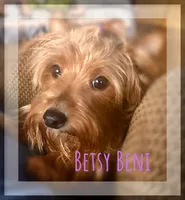 AKC Mandy, a female Yorkshire Terrier for sale in North Judson, IN – 6 of 6