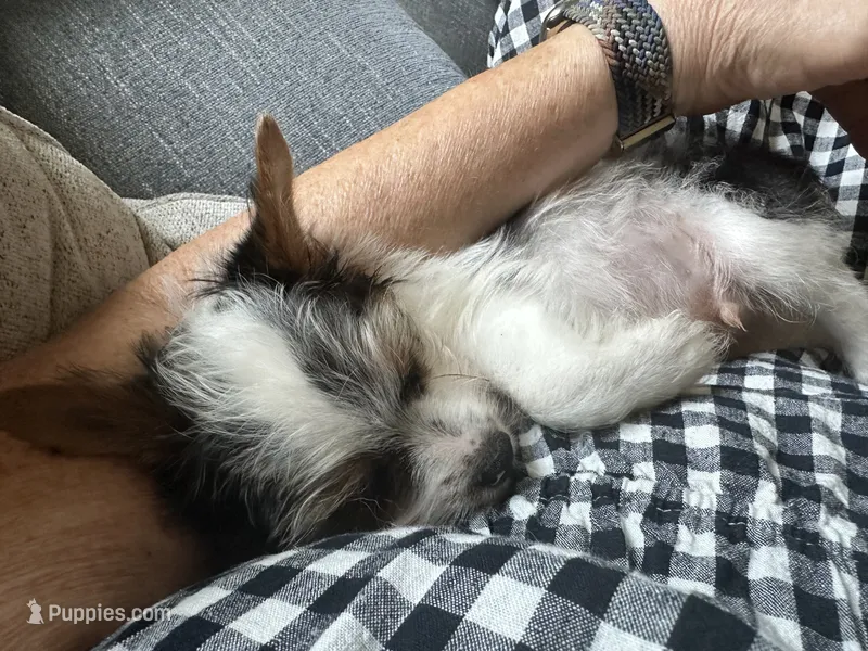 AKC Peppy – Yorkshire Terrier puppy for sale in North Judson, IN