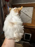 AKC Harlow, a male Yorkshire Terrier for sale in North Judson, IN – 6 of 8
