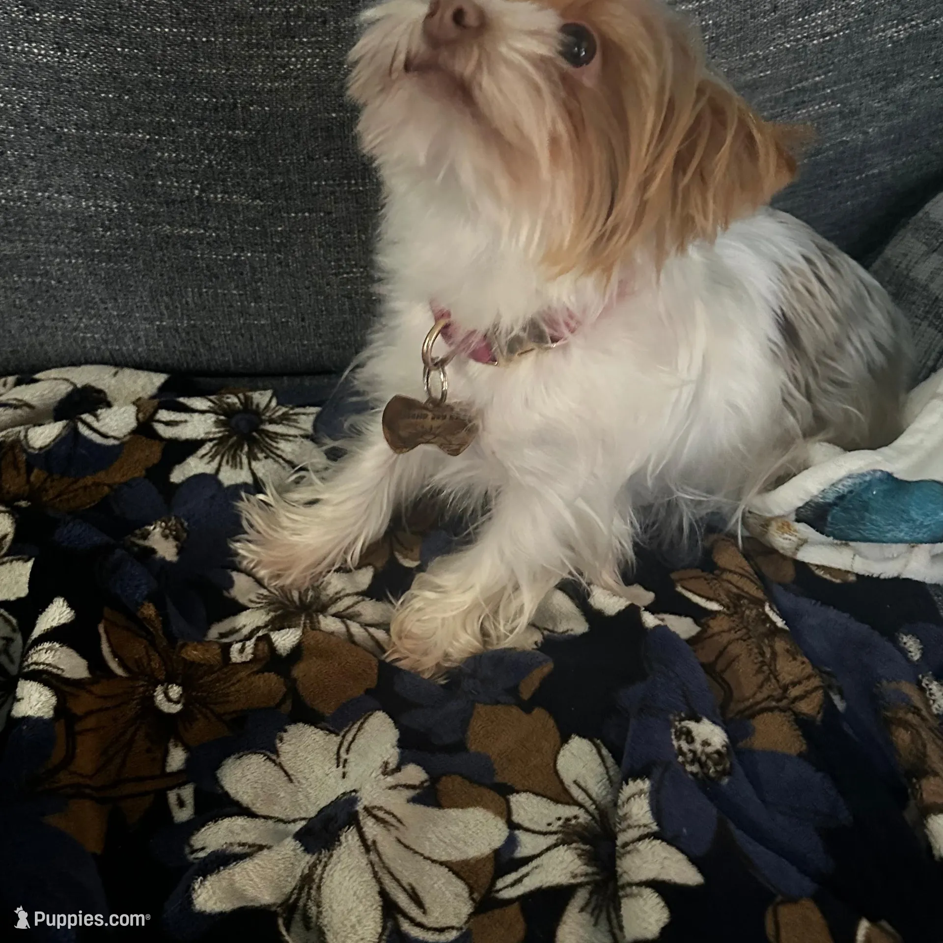 AKC Koda, a male Yorkshire Terrier for sale in North Judson, IN – Photo 6 of 6