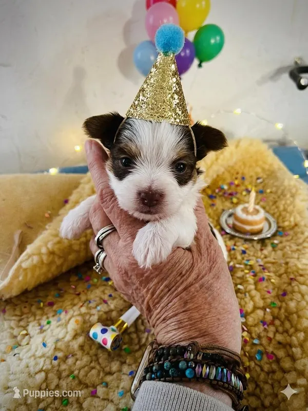 AKC Koda – Yorkshire Terrier puppy for sale in North Judson, IN