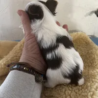 AKC Koda, a male Yorkshire Terrier for sale in North Judson, IN – Photo 2 of 10