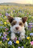 AKC Koda, a male Yorkshire Terrier for sale in North Judson, IN – Photo 1 of 7