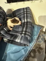 AKC Koda, a male Yorkshire Terrier for sale in North Judson, IN – Photo 8 of 10