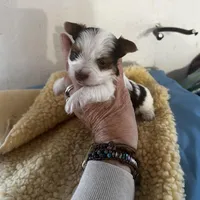 AKC Koda, a male Yorkshire Terrier for sale in North Judson, IN – Photo 4 of 10