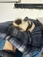 AKC Koda, a male Yorkshire Terrier for sale in North Judson, IN – Photo 7 of 10