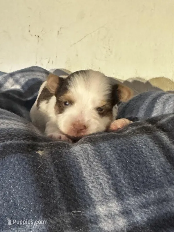 AKC Koda – Yorkshire Terrier puppy for sale in North Judson, IN