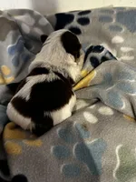 AKC Koda, a male Yorkshire Terrier for sale in North Judson, IN – Photo 3 of 6