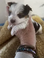 AKC Koda, a male Yorkshire Terrier for sale in North Judson, IN – Photo 3 of 10