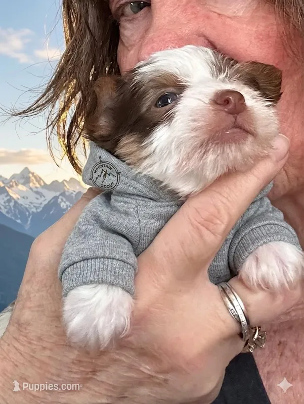 AKC Koda – Yorkshire Terrier puppy for sale in North Judson, IN