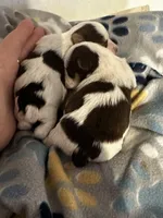 AKC Koda, a male Yorkshire Terrier for sale in North Judson, IN – Photo 4 of 6