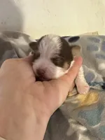 AKC Koda, a male Yorkshire Terrier for sale in North Judson, IN – Photo 2 of 6