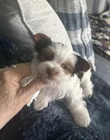 AKC Koda, a male Yorkshire Terrier for sale in North Judson, IN – Photo 3 of 7