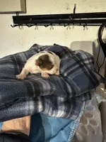 AKC Koda, a male Yorkshire Terrier for sale in North Judson, IN – Photo 6 of 10